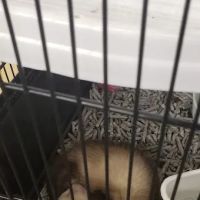 PV Pets ico