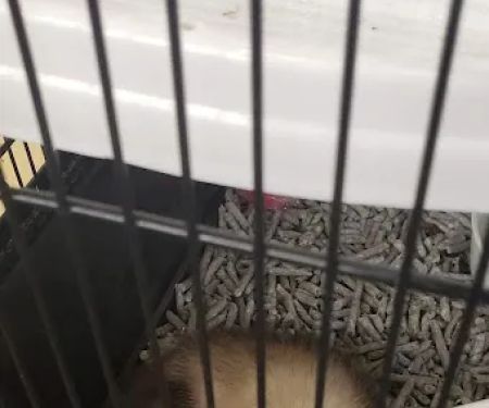 PV Pets