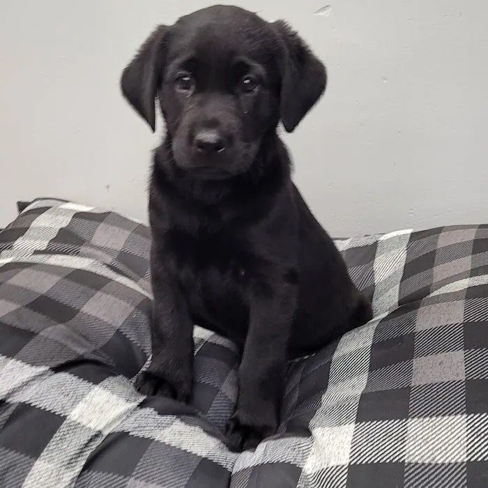 PV Pets Picture 5