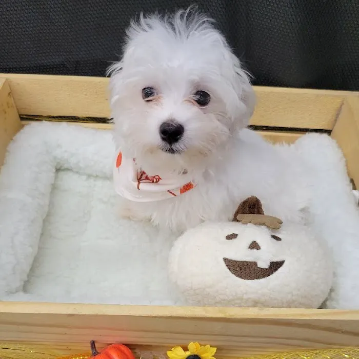 PV Pets Picture 6