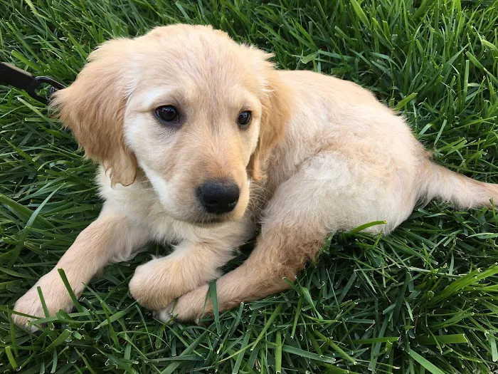 Orange Canyon Pet Clinic Picture 1