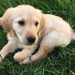Orange Canyon Pet Clinic
