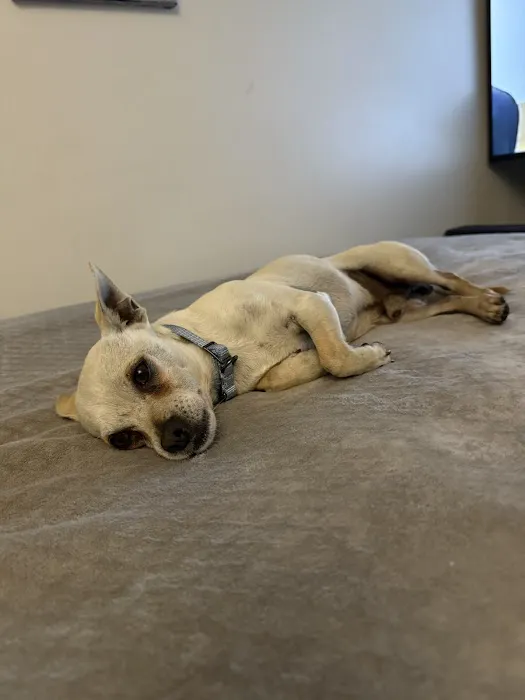 Orange Canyon Pet Clinic Picture 5