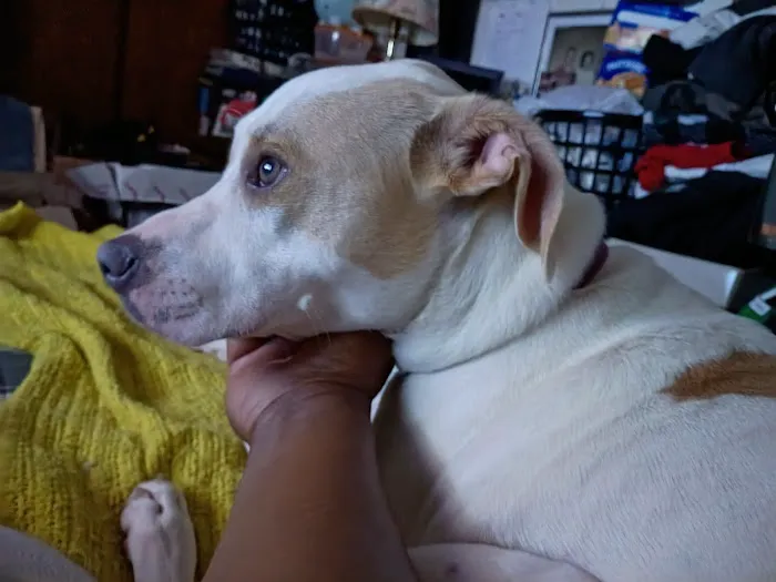 Pets and Friends JV Picture 3