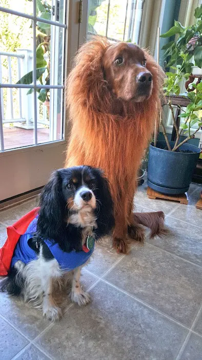 Pets and Friends JV Picture 6