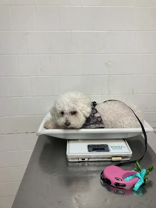 Alamitos Animal Hospital Picture 5
