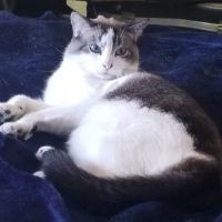 Alamitos Animal Hospital ico