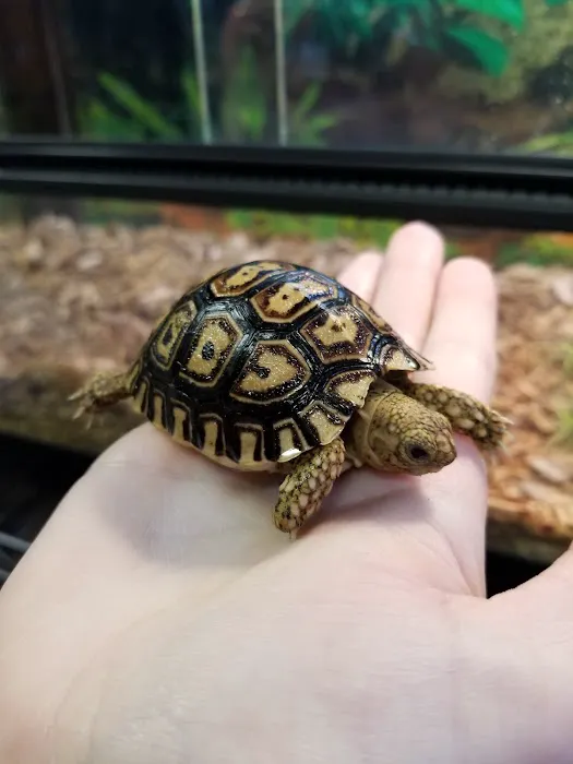Everything Reptile Picture 5
