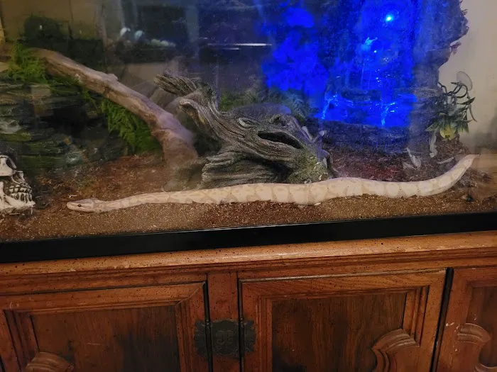 Everything Reptile Picture 4