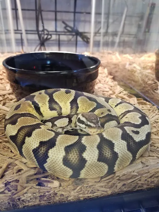 Everything Reptile Picture 3