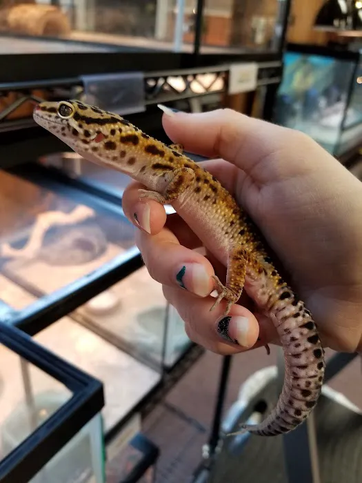 Everything Reptile Picture 6