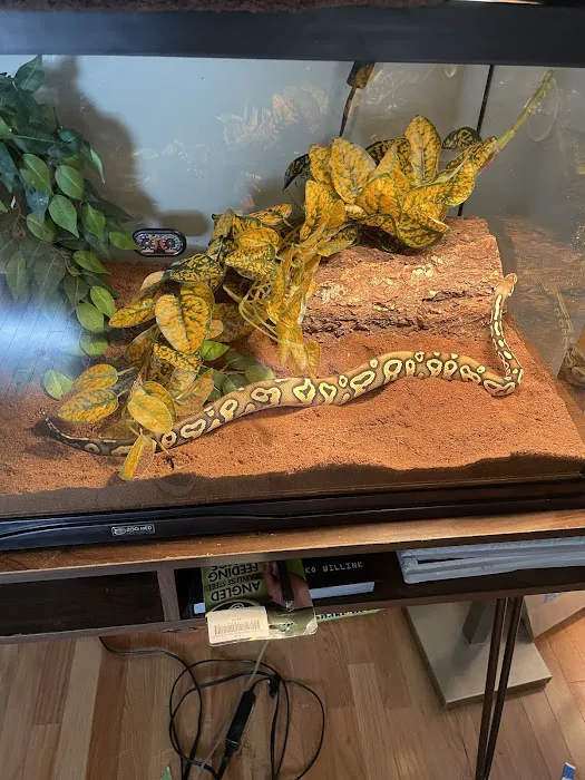 Everything Reptile Picture 7