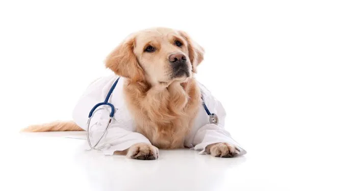 Animal Medical Center Picture 4