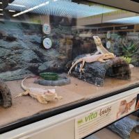 Petco ico