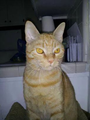 Magnolia Animal Hospital Picture 1