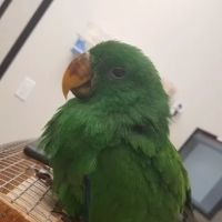 Westminster Veterinary Group ico