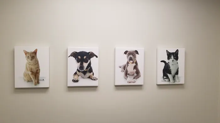 Westminster Veterinary Group Picture 3