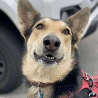 Mile Square Animal Hospital ico