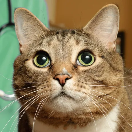 Mile Square Animal Hospital Picture 9