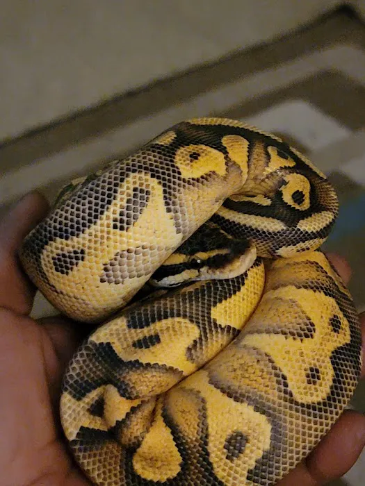 Morph Mafia LLC Picture 8