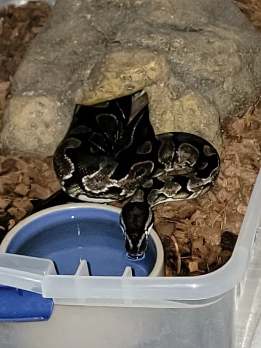 Morph Mafia LLC Picture 4
