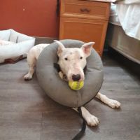 Affordable Animal Hospital: Santa Ana ico