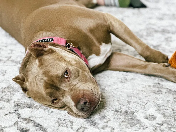 Affordable Animal Hospital: Santa Ana Picture 2