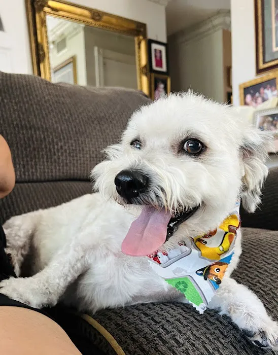 Affordable Animal Hospital: Santa Ana Picture 4