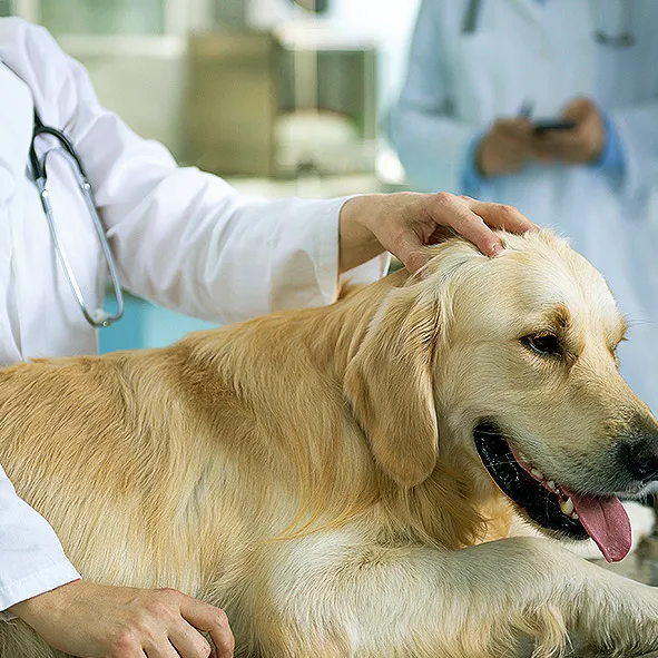 Affordable Animal Hospital: Santa Ana Picture 5