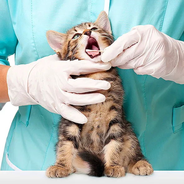 Affordable Animal Hospital: Santa Ana Picture 9