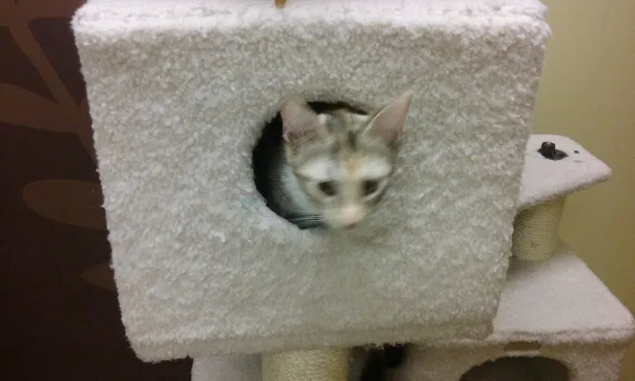 Petco Picture 5
