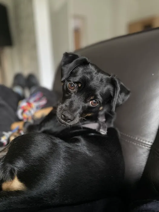 All the Dogs Picture 4
