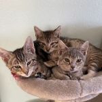 Tustin Santa Ana Vet Hospital