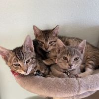Tustin Santa Ana Vet Hospital ico