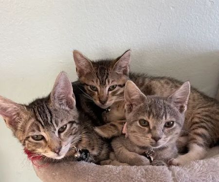 Tustin Santa Ana Vet Hospital