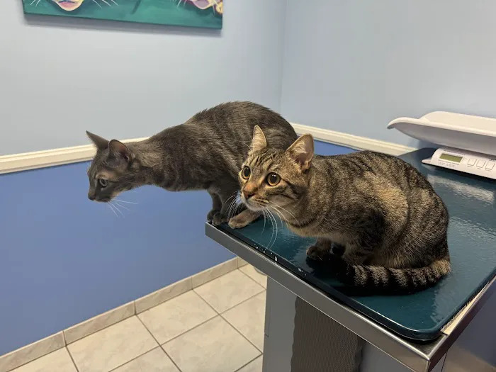 Tustin Santa Ana Vet Hospital Picture 6