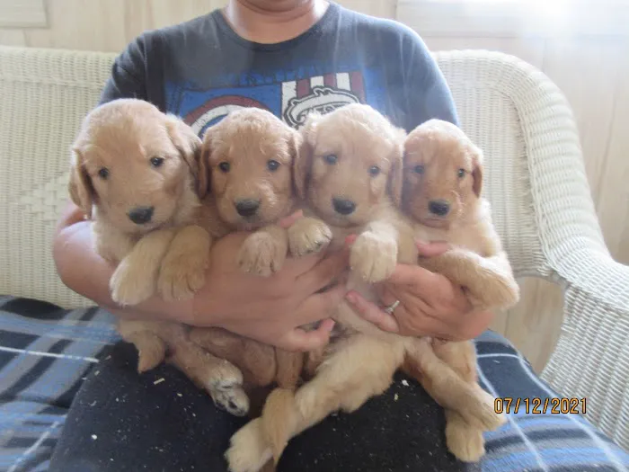 Barleycroft Kennel Picture 1