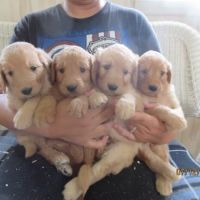 Barleycroft Kennel ico