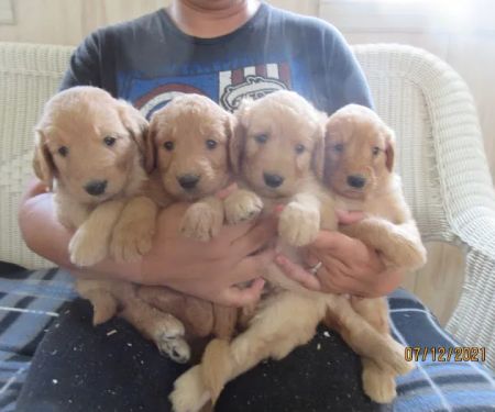 Barleycroft Kennel