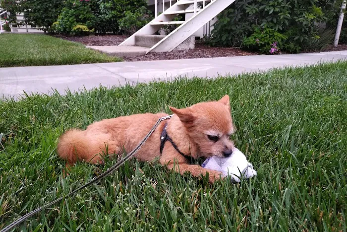 Tustin Care Animal Hospital Picture 1
