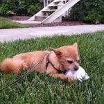 Tustin Care Animal Hospital