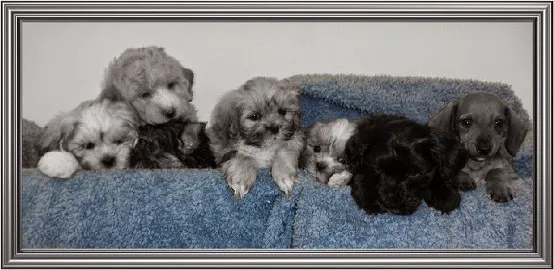 AA Ridgewood Kennels II Picture 10