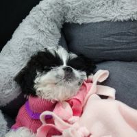 AA Ridgewood Kennels II ico