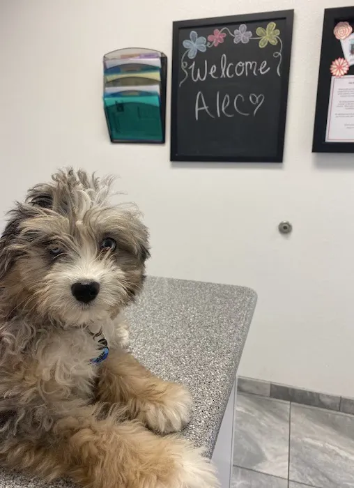 Newport Pet Clinic Picture 1