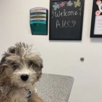 Newport Pet Clinic ico