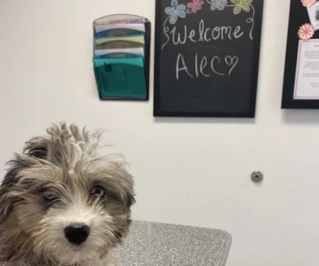 Newport Pet Clinic