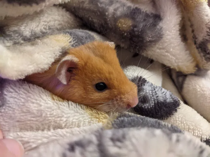 Petco Picture 3