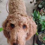 Vetco Vaccination Clinic