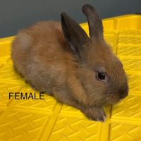 HM's Reptiphibians Exotic Pet Store ico