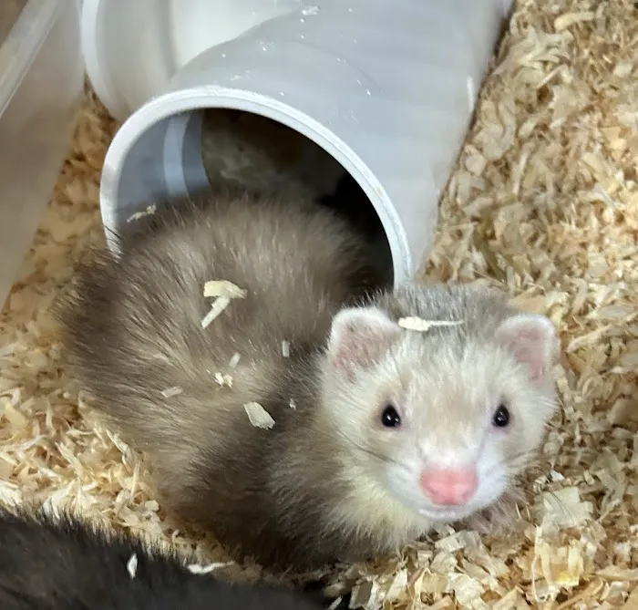 HM's Reptiphibians Exotic Pet Store Picture 5